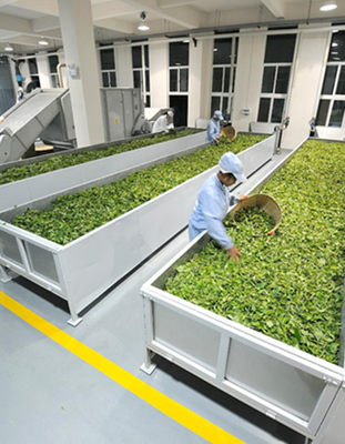 喝葡萄酒想到波爾多,喝普洱你先想到哪里?