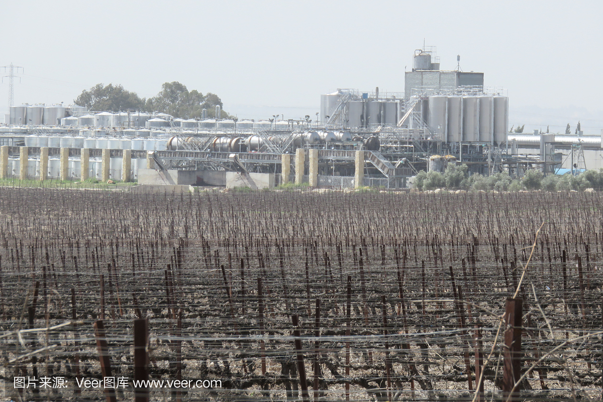 葡萄田,在釀酒工廠的背景