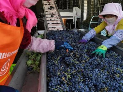 青創(chuàng)農(nóng)場丨農(nóng)創(chuàng)團(tuán)聚地,夢(mèng)想新沃地--吳忠市示范性青創(chuàng)農(nóng)場展播(二)