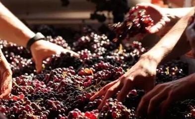 從葡萄酒加工視角，解析高端紅酒與低端紅酒的根本區(qū)別